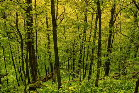 Penghijauan Hutan Upaya Nyata Dalam Melestarikan Lingkungan Dan