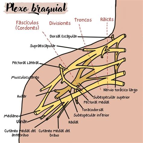 Cuadro De Nervios Del Plexo Braquial Udocz The Best Porn Website