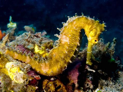 Sea Horse Wallpapers Wallpaper Cave