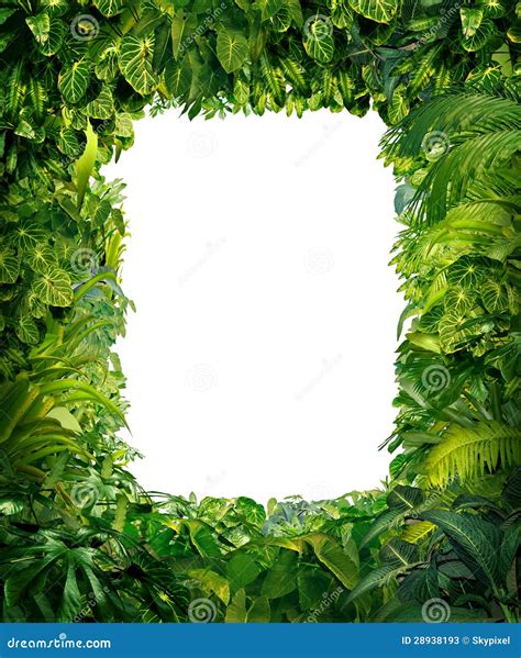 Jungle Border Stock Illustration Image Of Exotic Holidays 28938193