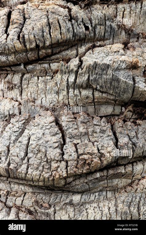 Tropical Rough Wood Structure Background Palm Tree Bark Texture Stock