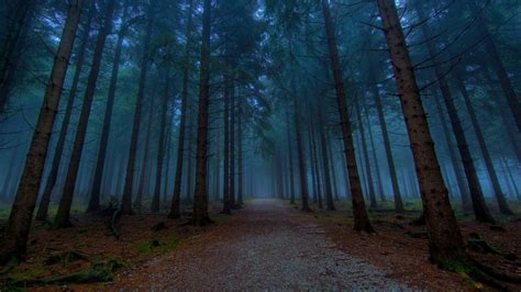 Fondos De Pantalla 1920x1080 Px Camino De Tierra Bosque Niebla