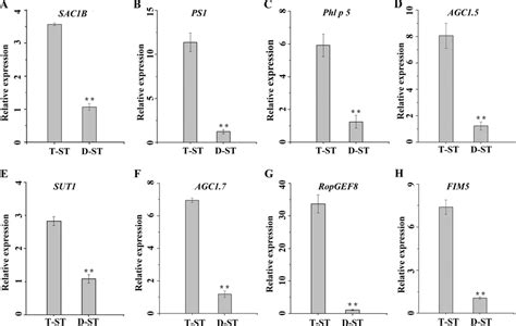 Spatiotemporal Expression Profiles Of The Key Genes Involved In