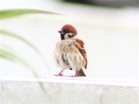 Burung Ciak Rumah Tree Sparrow Passer Montanus Din Effendi Flickr