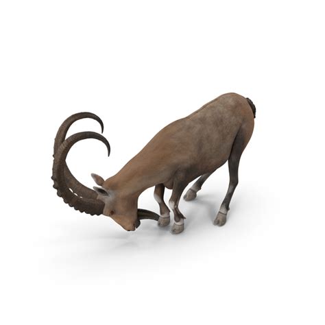 Alpine Ibex With Large Horns PNG Images & PSDs for Download ...