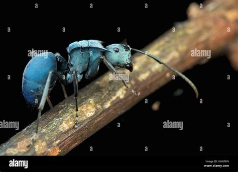 Ant (Polyrhachis cyaniventris), Mount Isarog National Park, Philippines ...