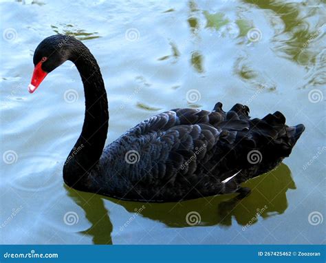 Black Swan Cygnus Atratus Stock Photo Image Of Australia Plumage