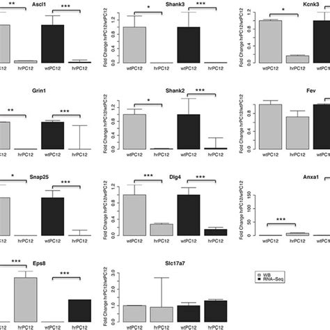 Quantification Of The Western Blot Data Of The Proteins Encoded By 9 Download Scientific