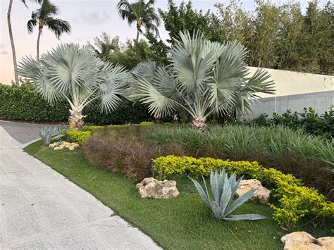 Buy Bismarckia Nobilis, Silver Bismarck Palm | Eureka Farms