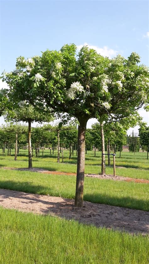 Fraxinus ornus | Flowering ash, Manna ash - Van den Berk Nurseries