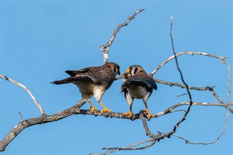 Premium Photo American Kestrel With Lizard