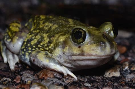 Rare Animal Species In Colorado That Are Endangered Or Threatened