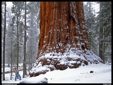 The President, Sequoia National Park, California | Go Outside Book