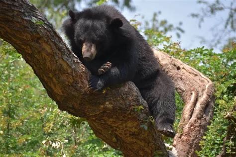 Himalayan black bear - Facts, Diet, Habitat & Pictures on Animalia.bio