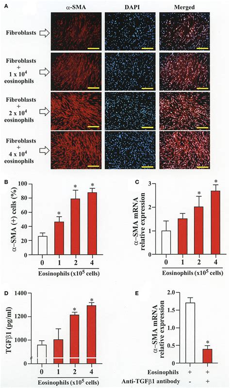 Frontiers Role Of Matrix Metalloproteinase 2 In Eosinophil Mediated