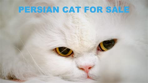 Persian Cat For Sale by Mummy Cat - Issuu