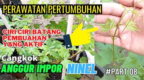 Cara Perawatan Cangkok Anggur Ninel Fase Pertumbuhan Anggurninel