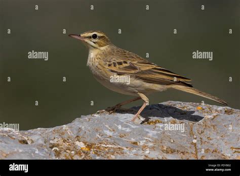 Tawny Pipit Anthus Campestris Stock Photo Alamy