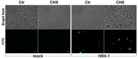 Viruses Free Full Text Nf κb Dependent Production Of Ros And