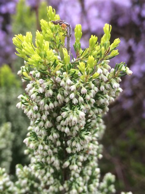 Erica Arborea Alberts Gold Xera Plants