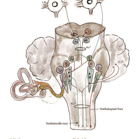 balance system balance   function  vestibular system