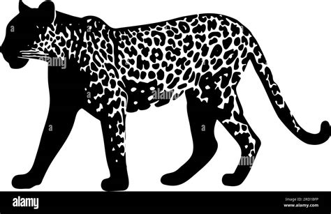 Jaguar Silhouette Isolated On White Background Vector Illustration Stock Vector Image And Art Alamy