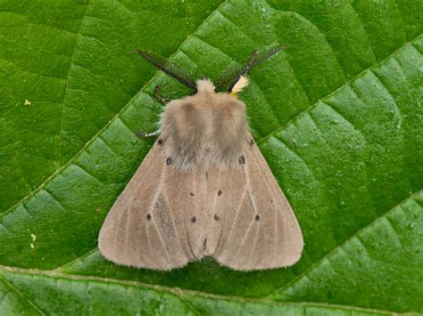 Muslin Moth | Butterfly Conservation