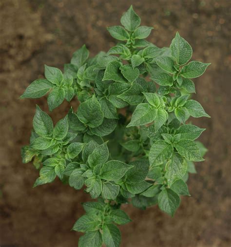 Preventing & Treating Early Blight of Tomato & Potato Plants - Melissa ...