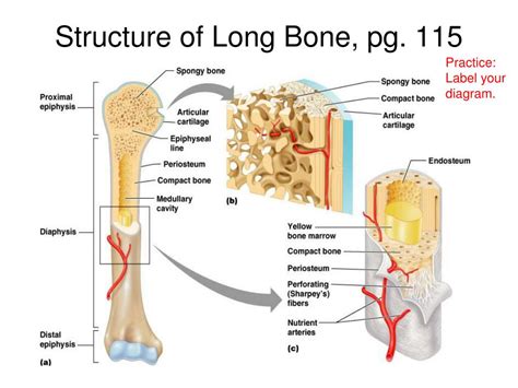 Anatomy Of A Long Bone Diagram Labeled