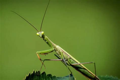 interesting facts  praying mantis wildlife informer