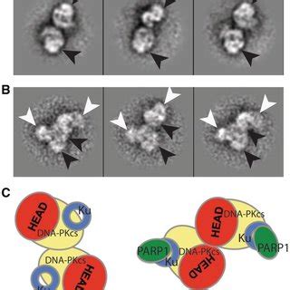 Overall View Of The Dna Pkcs Structure Molecular Surface Of Dna Pkcs