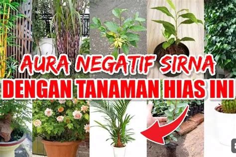 11 Tanaman Ini Berkhasiat Bisa Mengusir Setan Dan Jin Di Rumah Aura