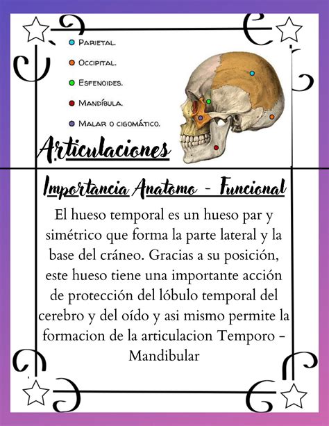 SOLUTION Hueso Temporal Reparos Anatomicos Constitucion Y Elementos