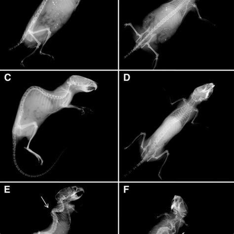 Skeletal Abnormalities In Skeletal Morphology Mutant Skm Mice