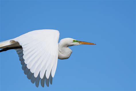 Wings Down Photograph By Rose Guinther Pixels