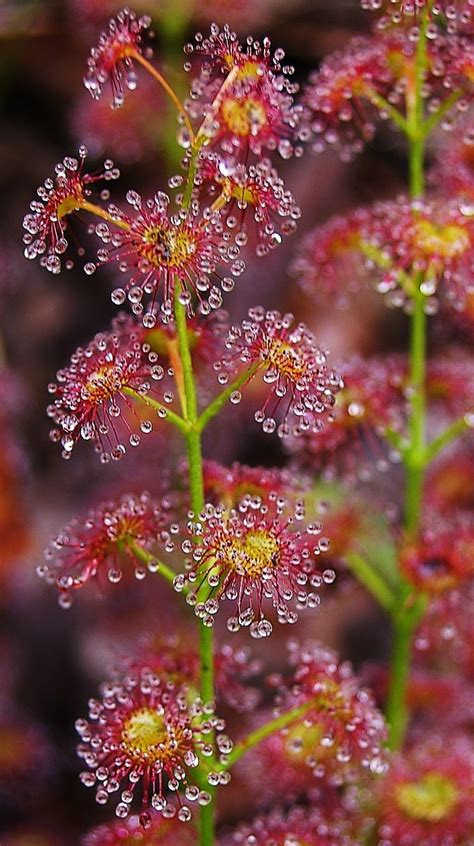 Morning Dew On Garden Flowers Dikim Fikirleri I Ek Dikimi Egzotik