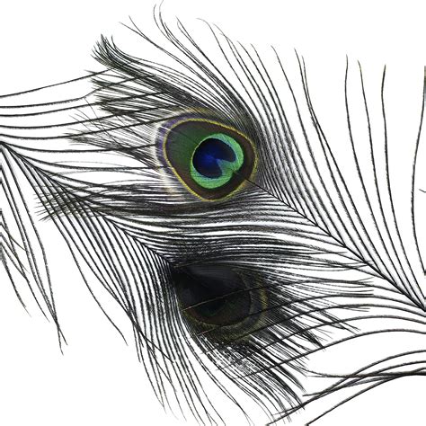 Peacock Feather Eye Drawing