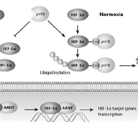 Regulation Of Hif 1α Stability In Hypoxia And Normoxia Adapted