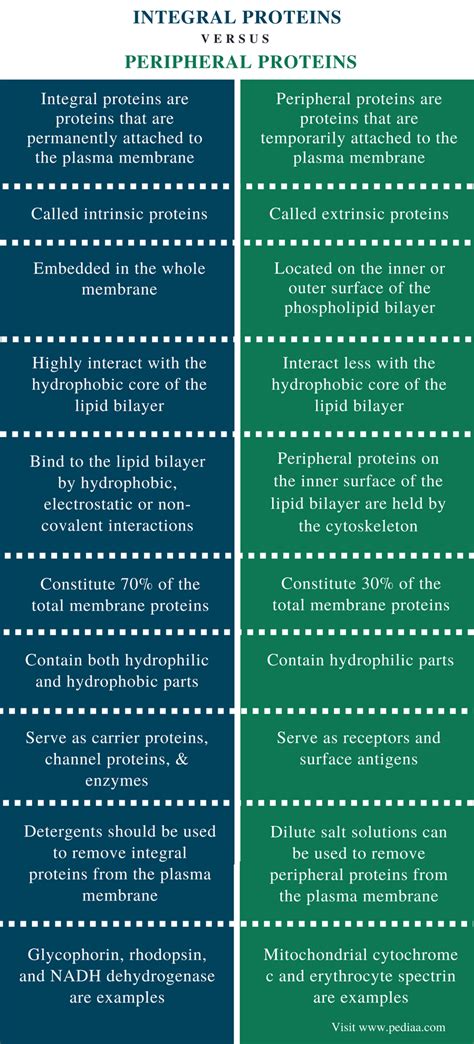 Difference Between Integral and Peripheral Proteins | Definition ...