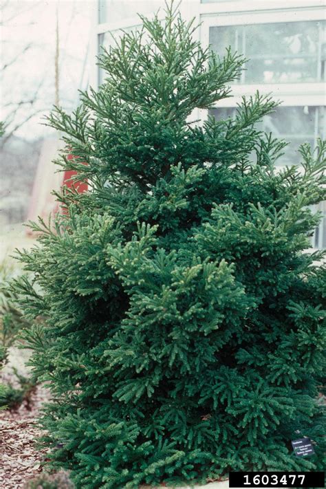 Japanese Cedar Cryptomeria Japonica