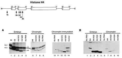 Functional Domains For Assembly Of Histones H3 And H4 Into The