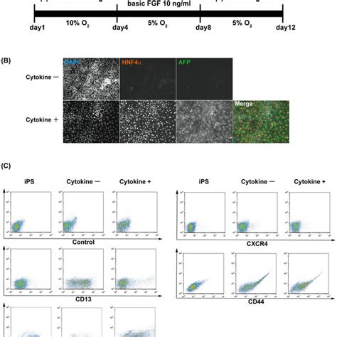 Differentiation From Human Ips Cells Toward Hepatic Lineage Cells A