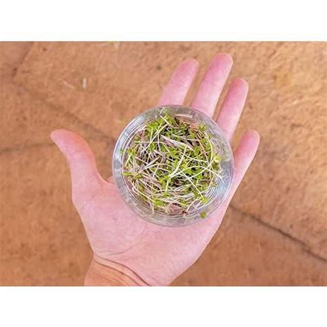 Grow Mat For Microgreen Seedlings Trays Hydroponic Growing Pads