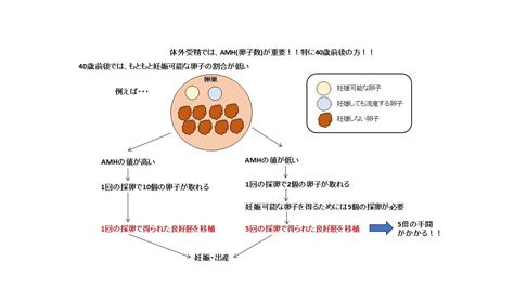 Amhと採卵 よくあるご質問徐クリニック