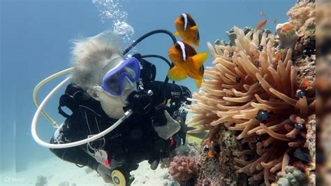 USS Liberty Shipwreck Scuba Dive By Bali Sun Tour Indonesia Klook