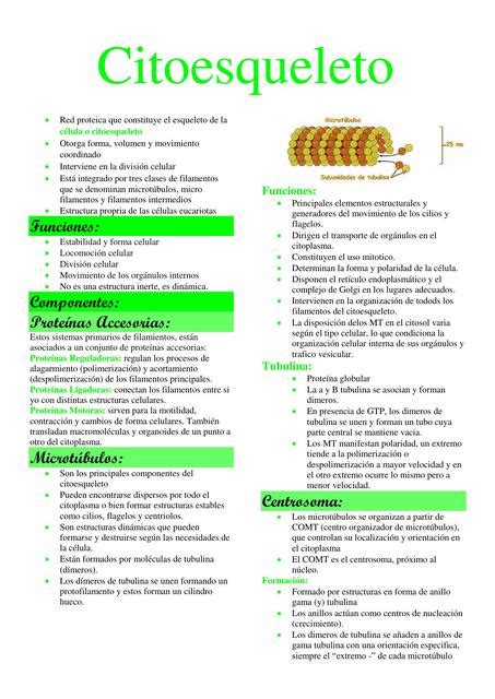 Citoesqueleto Andressa Surkamp UDocz