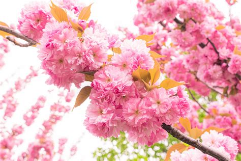 Pink Sakura Wallpaper Photos, Download The BEST Free Pink Sakura Wallpaper Stock Photos & HD Images