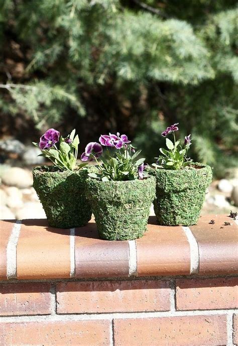 Spring Moss Covered Pots Spring Garden Flower Pots Container Gardening