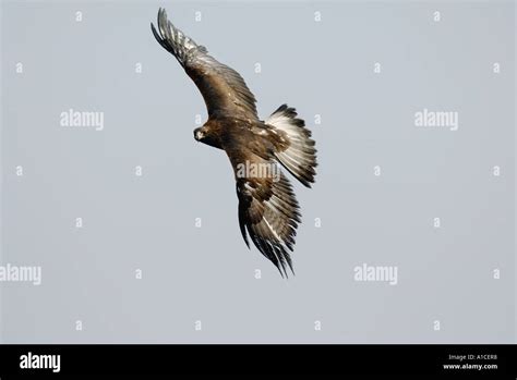 flying golden eagle highlands scotland april Stock Photo - Alamy