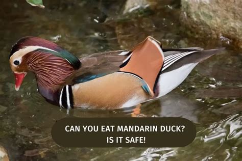 Can You Eat Mandarin Duck? Is It Safe! - Wild Bird Web